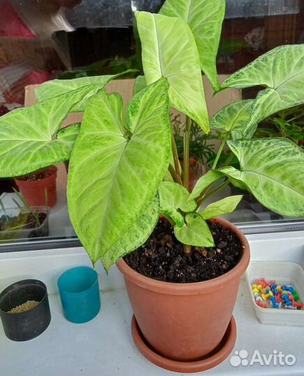 Сингониум комнатные. цветы