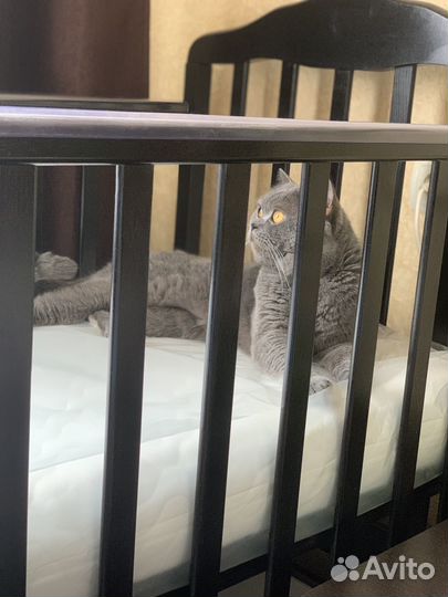 Британская