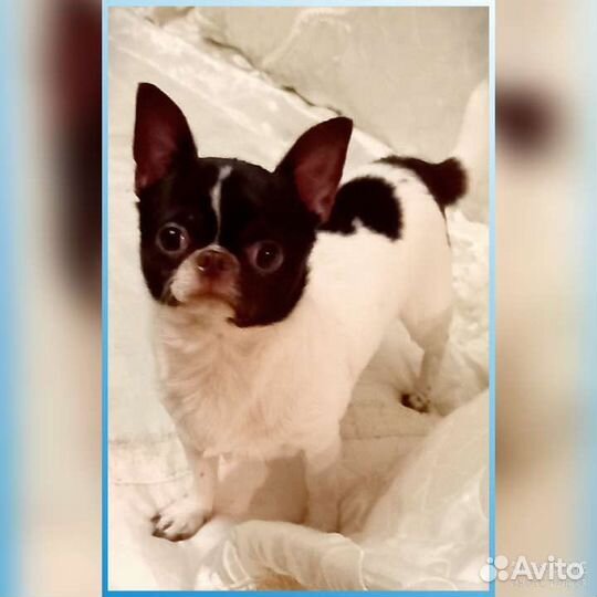 Вязка чих мини