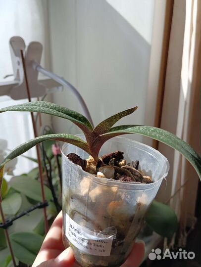 Пафиопедилум Micranthum var.eburneum x sib