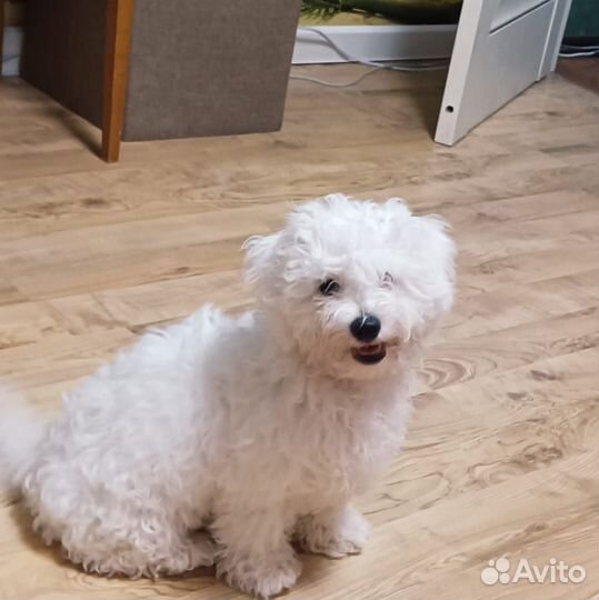 Бишон фризе