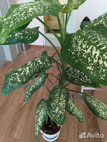 Диффенбахия