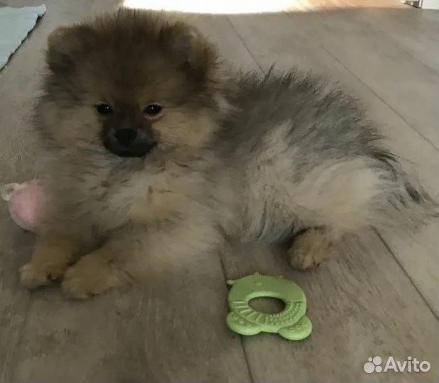 Щенки шпица