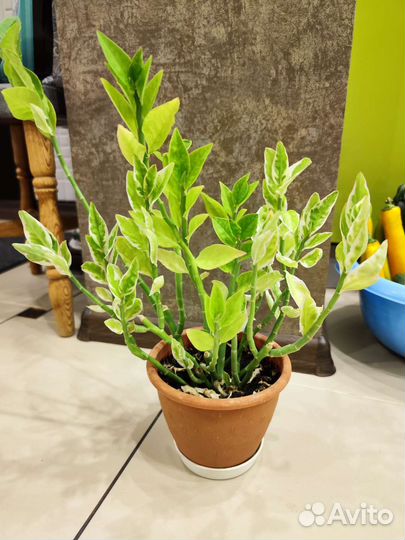 Эпипренум и педилантус