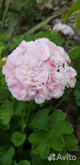 Пеларгония герань сортовая