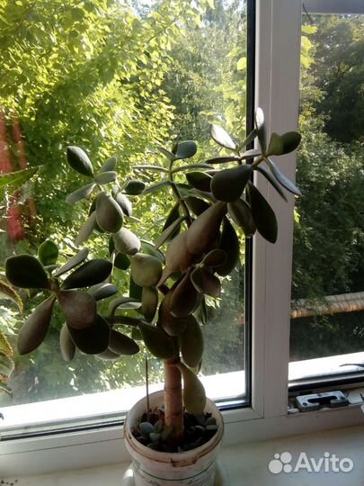 Каланхое,кактусы,золотой ус