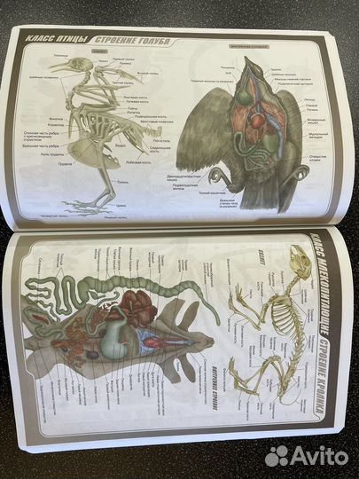 Рабочая тетрадь по биологии 7 класс, Латюшин