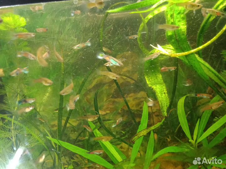 Рыбки гуппи