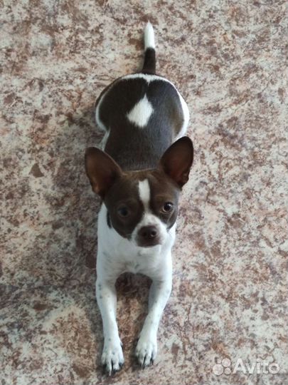 Маленькая собака