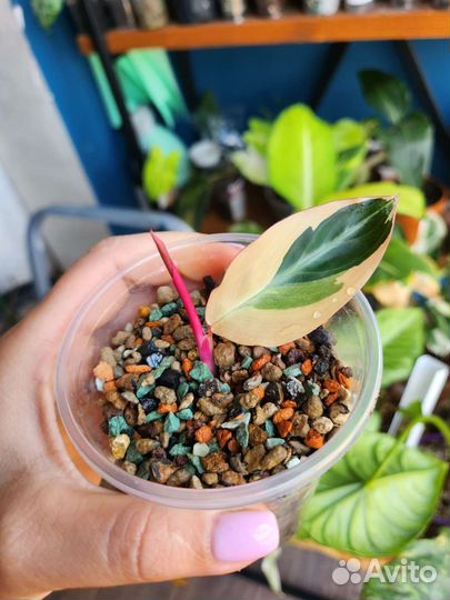 Строманта триколор, калатея Roseopicta