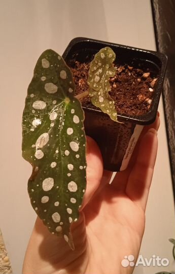 Бегония макулата