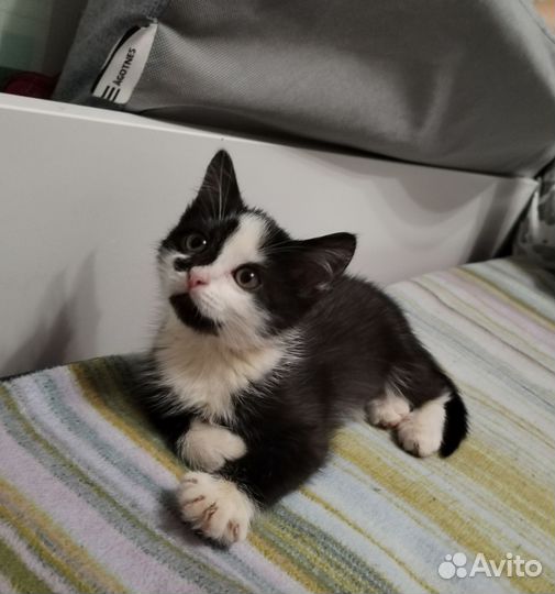 Кошечка 2,5 месяца отдадим в добрые руки