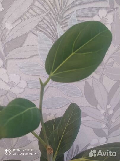 Фикус бенгальский