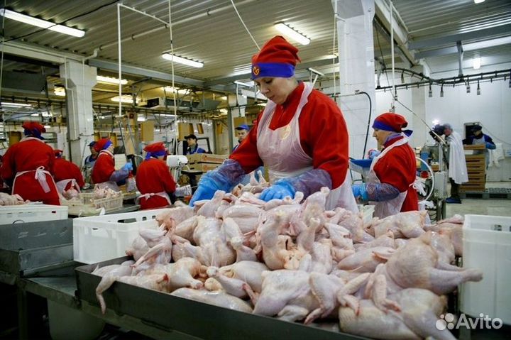 Сортировщик на птицефабрику Тверская область