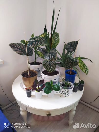 Комнатные растишки - 2 (обмен)