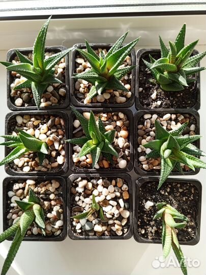 Суккуленты детки, хавортия