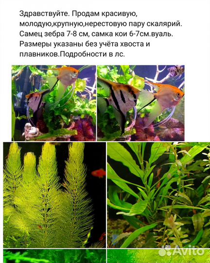 Мох,рыбки,креветки, растения,аквариум куб