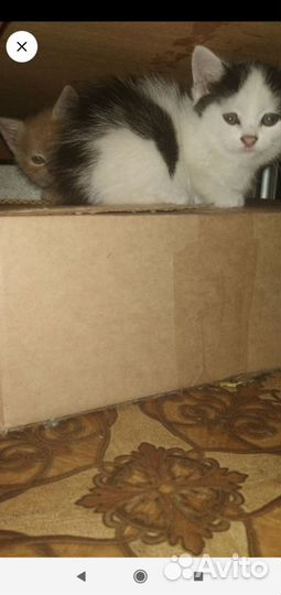 Британские котята