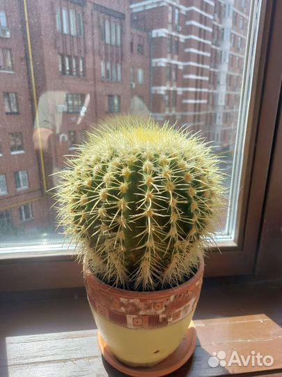 Фикус Бенджамина