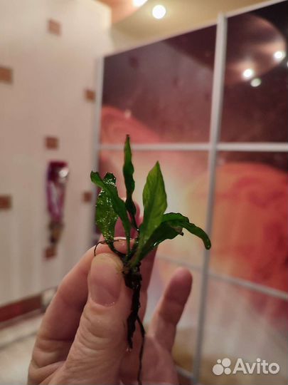 Аквариумные растения, обмен