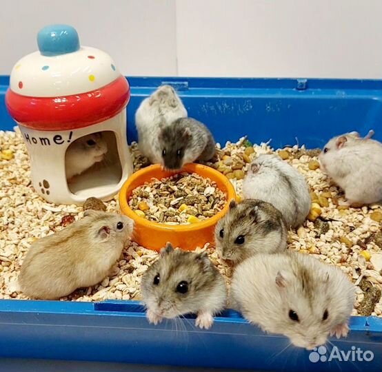 Хомячки Джунгарики