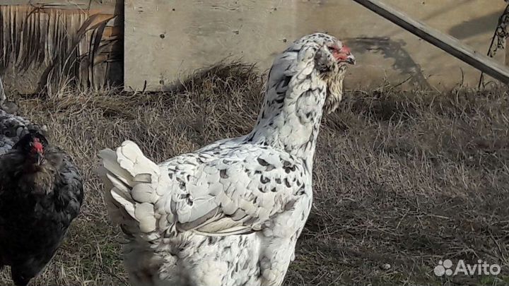 Гергебильские куры