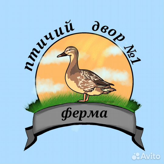 Цыплята кур несушек