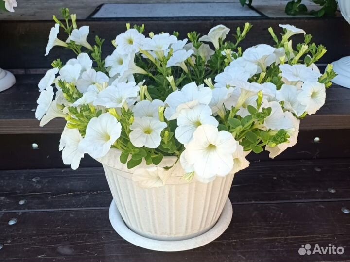 Ампельная петуния Опера