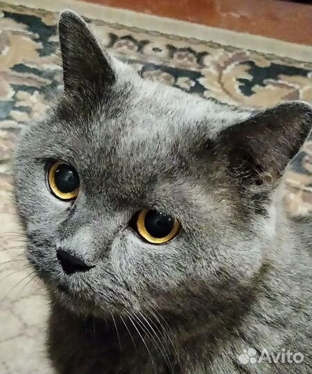 Британский кот