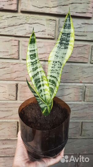 Сансевиерия муншайн, лауренти
