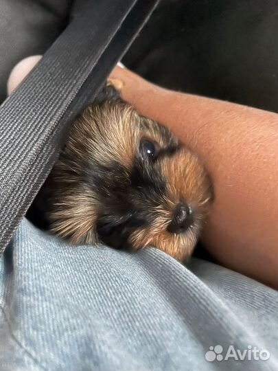 Йоркширский терьер девочка