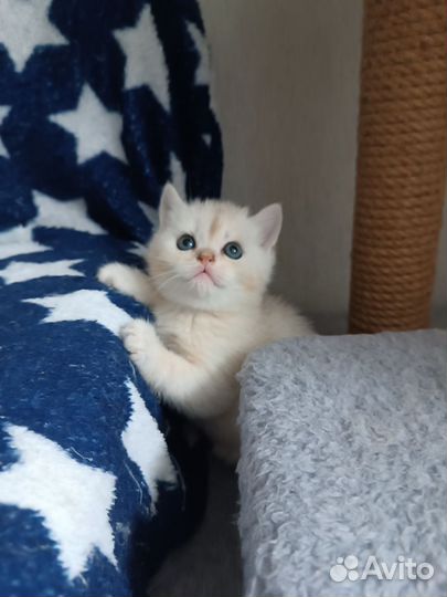 Британские котята