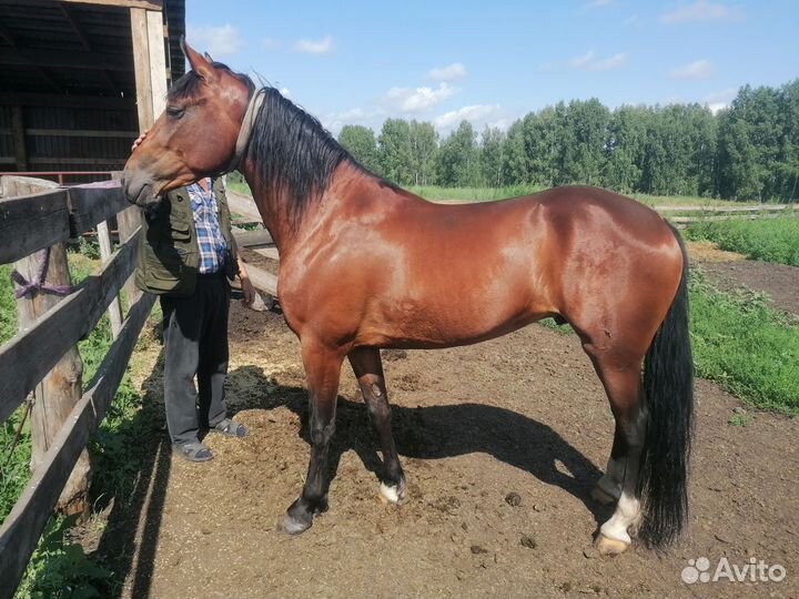 Лошади жеребец и кобыла