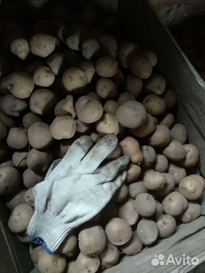 Картофель семенной
