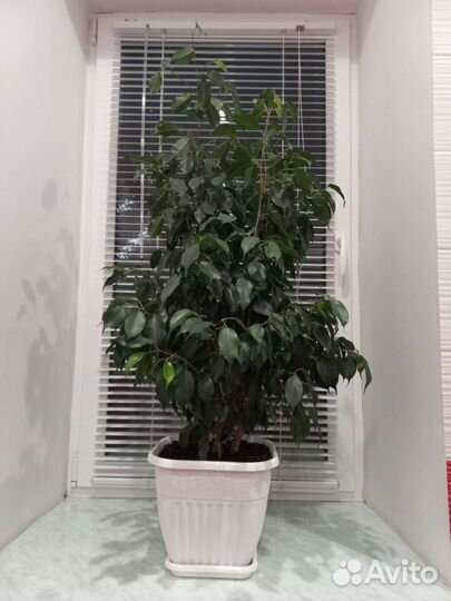 Фикус бенджамина Даниэль (Danielle)