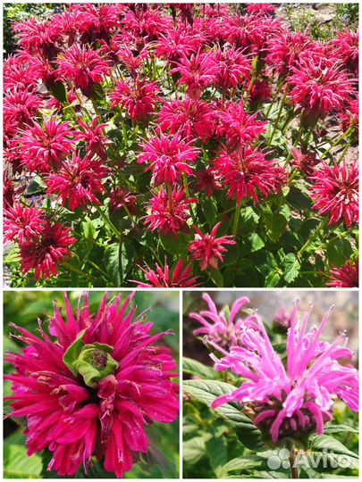 Многолетние садовые и комнатные цветы