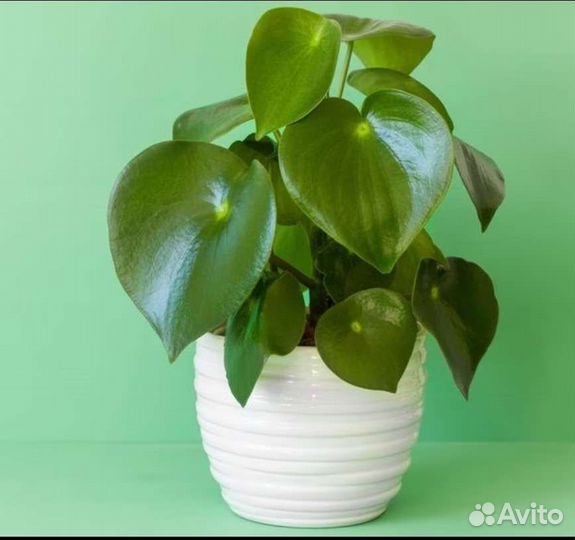 Пеперомия рейндроп, филодендрон Биркин