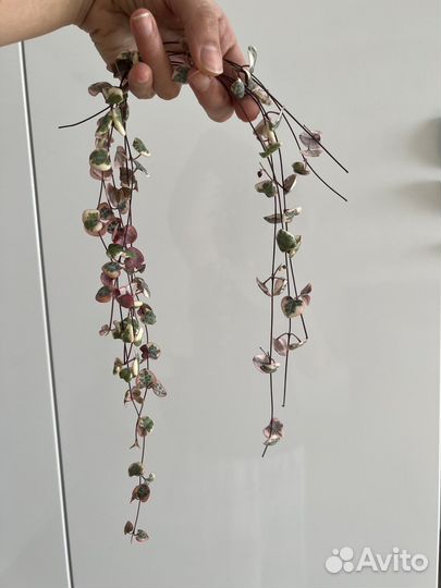 Церопегия вуда вариегатная