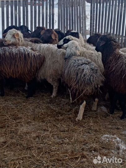 Курдючные бараны овцы