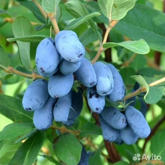 Жимолость разные сорта