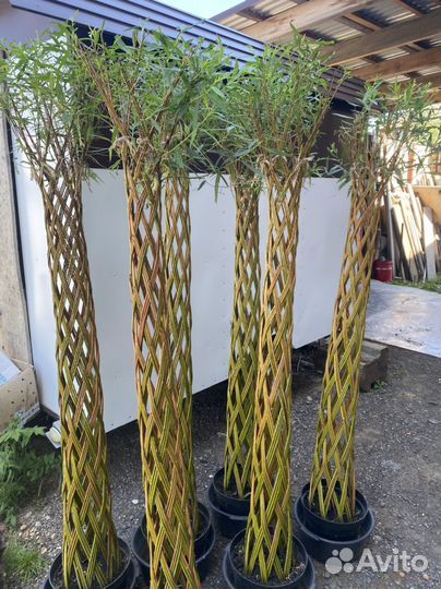 Сибирская пальма