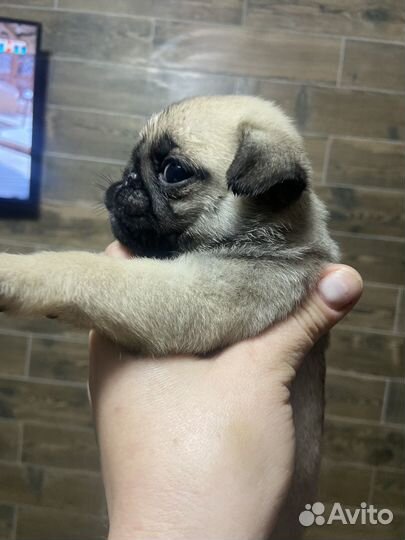 Щенки мопса