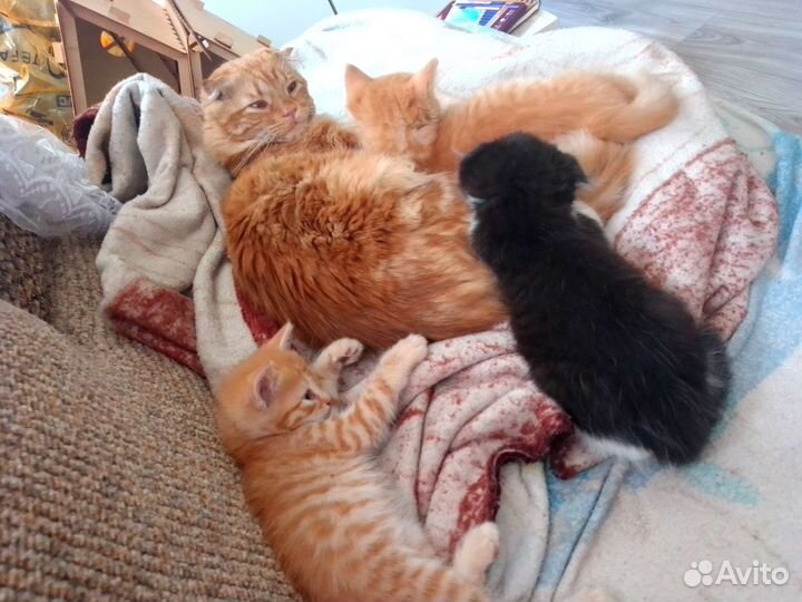 Котята бесплатно