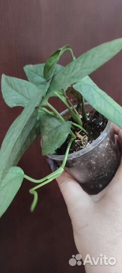 Монстера Silver leaf (эпипремнум Cebe blue )