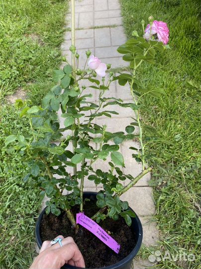 Плетистая роза Жасмина (Jasmina)