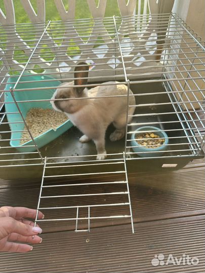 Декоративный кролик в добрые руки