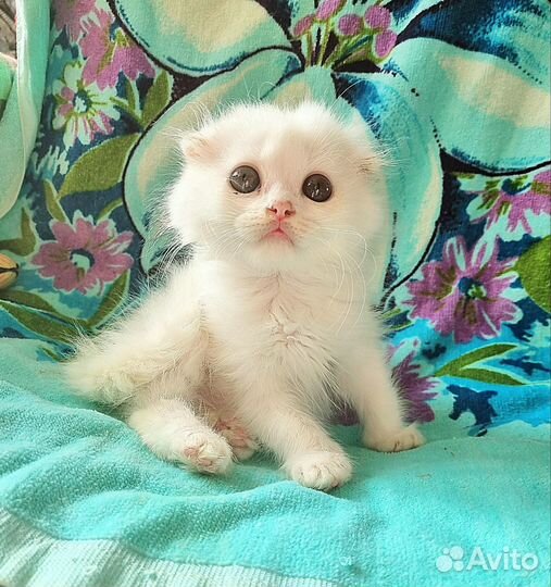 Шотландский вислоухий котик