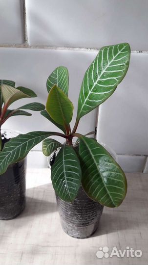 Цветок Молочай