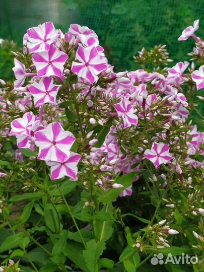 Флоксы сортовые, а так же сеянцы