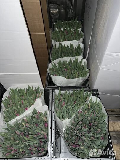 Тюльпаны к 8 марта оптом Москва